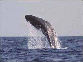 Прыжок синего кита